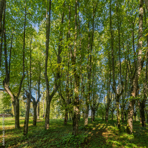 Beautiful green nature landscape of Europe