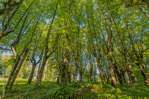 Beautiful green nature landscape of Europe