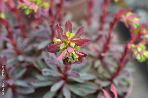 Wood spurge Purpurea photo