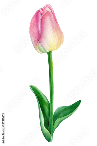 Pink watercolor flowers, tulip isolated on white background. Botanical art