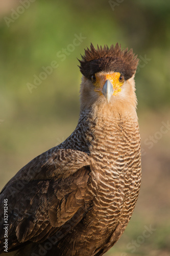 Portrait of a crested caracara, Caracara cheriway, in the Pantanal region of Brazil.