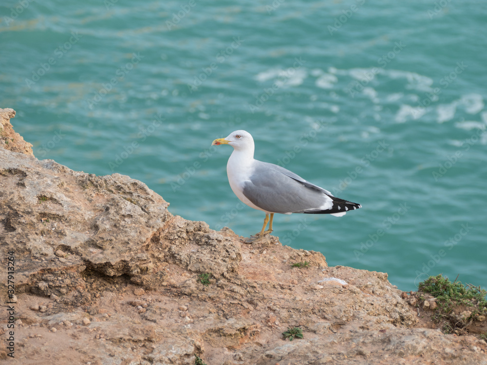 seagull on a rock by the ocean
