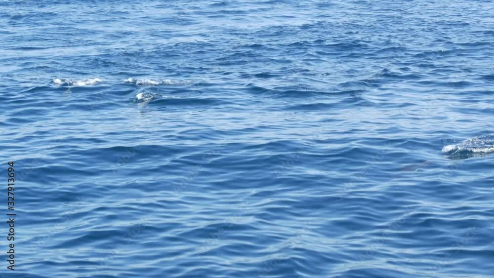 View from the boat, Common Dolphins pod in open water during Whale watching tour, Southern California. Playfully jump out of the Pacific Ocean making splashes and swimming in the sea. Marine wildlife. View from the boat, Common Dolphins pod in open water during Whale watching tour, Southern California. Playfully jump out of the Pacific Ocean making splashes and swimming in the sea. Marine wildlife.