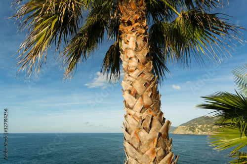 Palm, Liguria, Italy