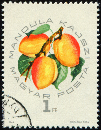 HUNGARY - CIRCA 1964: stamp 1 Hungarian forint printed by Hungary, shows Mandula kajszi variety fruits (apricot), circa 1964 photo