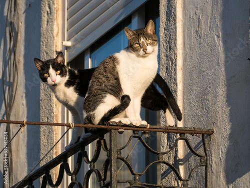 two cats on a balcony railing photo