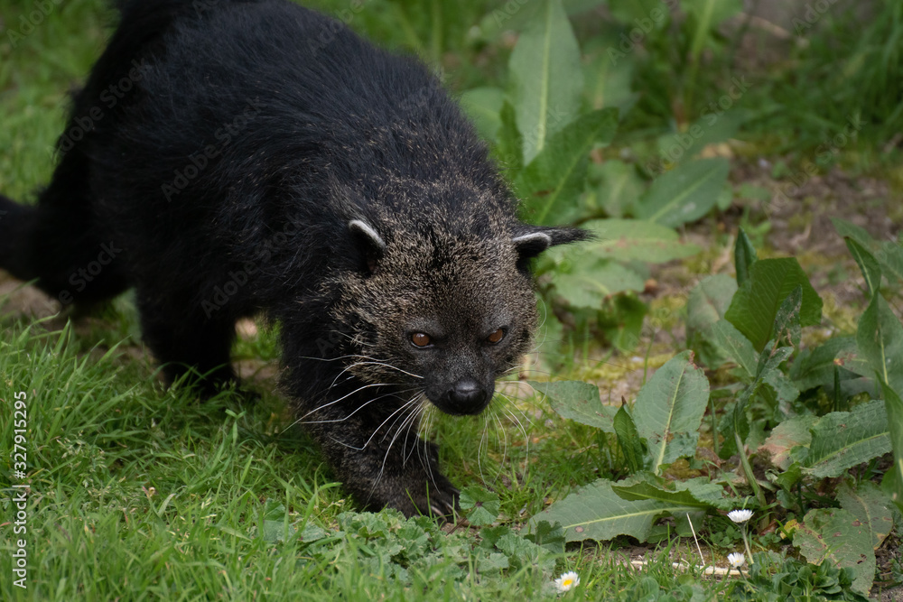 Fototapeta premium Portrait of a black bearcat also known as binturong on the grass