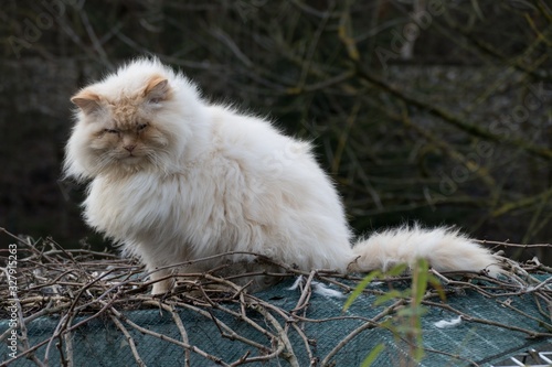lazy white cat on a roof