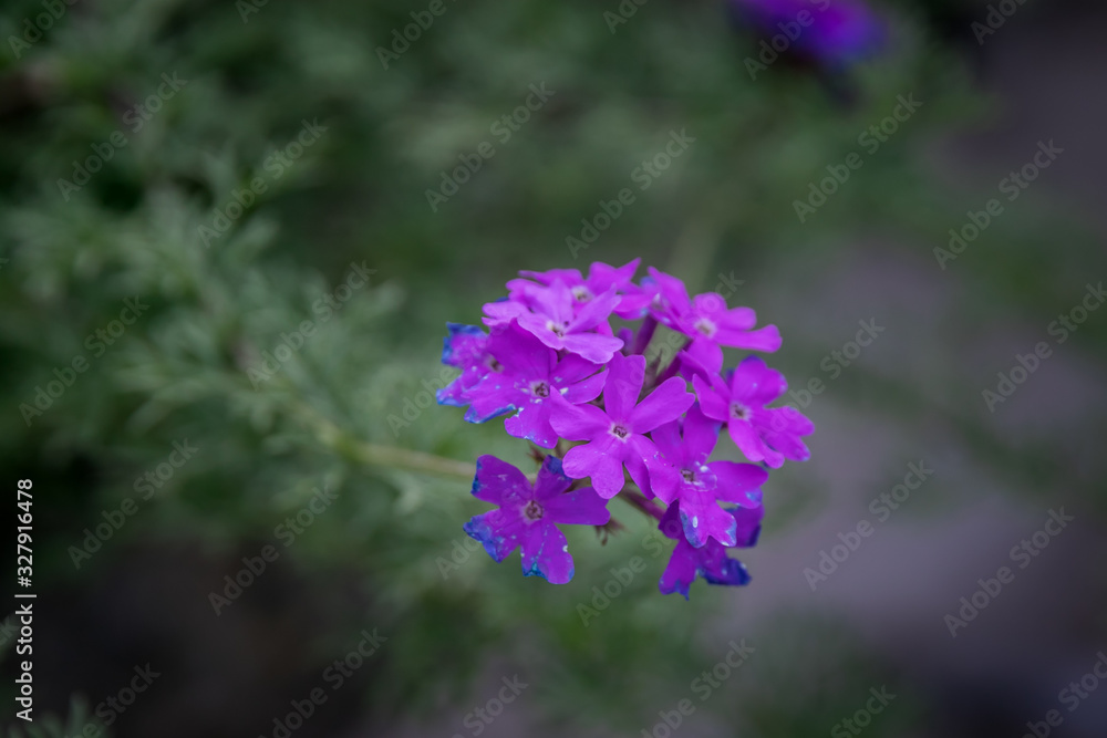 Interesting flower showing two colors due to the heat Interesting flower showing two colors due to the heat