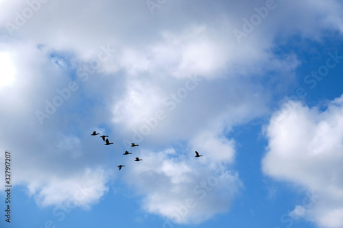 A flock of ducks flies against the blue sky with clouds.