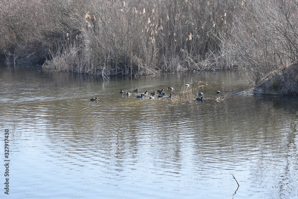 Flock of geese on the pond Flock of geese on the pond
