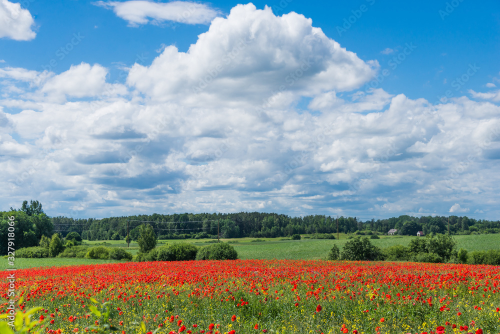 Beautiful green nature landscape of Europe