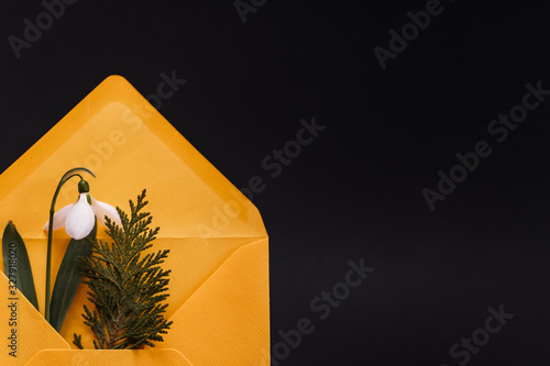 Spring card with snowdrop and spruce twig in an yellow envelope isolated on black background, front view
