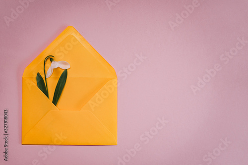 Spring card with snowdrop and spruce twig in an yellow envelope isolated on clear pink background, top view, single object