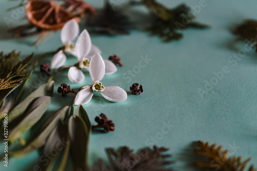 Spring time, Increasing position of snowdrops on a turquoise background, top view, modern and simple decor