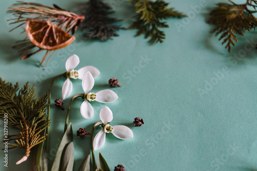 Spring time, Increasing position of snowdrops on a turquoise background, top view, modern and simple decor