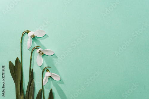 Spring time, Increasing position of snowdrops on a turquoise background, top view, modern and simple decor