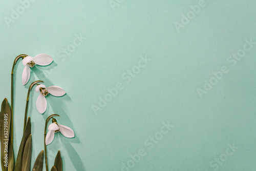 Spring time, Increasing position of snowdrops on a turquoise background, top view, modern and simple decor