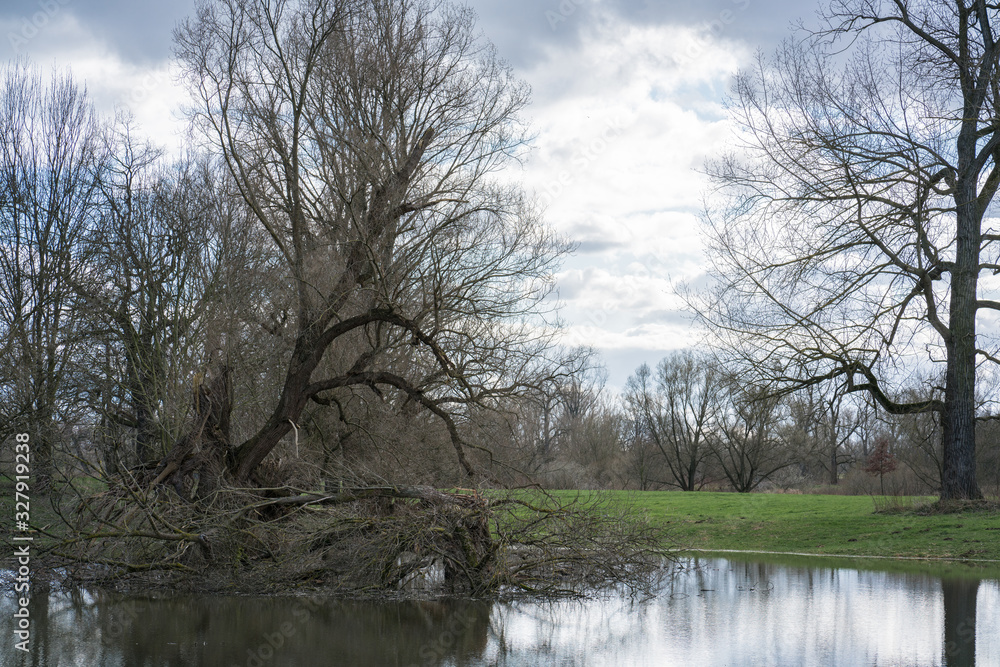 Floodplain in a snowless winter. Pond with an old bare tree in it. Floodplain in a snowless winter. Pond with an old bare tree in it.