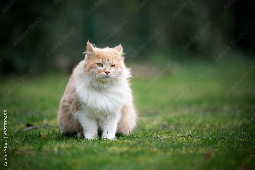 beige cream colored maine coon cat sitting on grass outdoors in the garden on a windy day looking at camera
