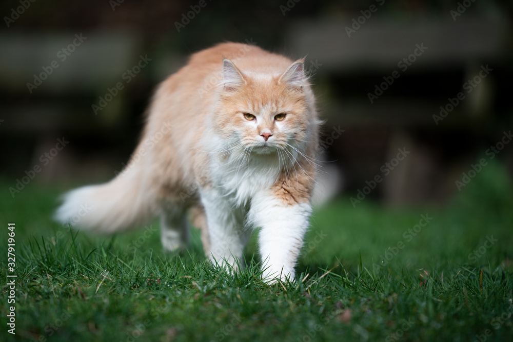 beige cream colored maine coon cat walking towards camera on grass in sunlight beige cream colored maine coon cat walking towards camera on grass in sunlight