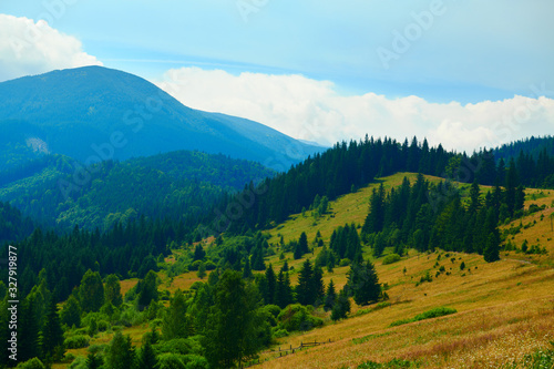 wild nature, summer landscape in carpathian mountains, wildflowers and meadow, spruces on hills, beautiful cloudy sky