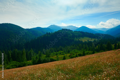 wild nature  summer landscape in carpathian mountains  wildflowers and meadow  spruces on hills  beautiful cloudy sky