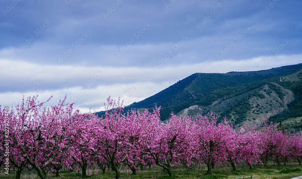 Obraz premium cherry blossom trees. Field of cherry trees blooming in spring, in Granada