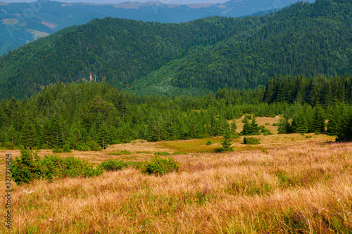 wild nature  summer landscape in carpathian mountains  wildflowers and meadow  spruces on hills  beautiful cloudy sky