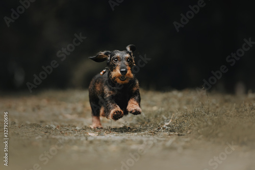 rough coated dachshund dog running outdoors on grass photo