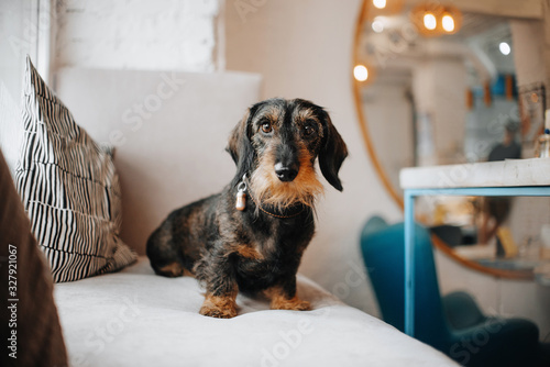 Bild auf Leinwand rough coated dachshund dog in a collar sitting on a couch