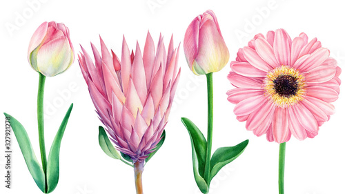 Set off watercolor flowers, pink protea, gerbera, tulips isolated on white background. Elements for greeting wedding card.