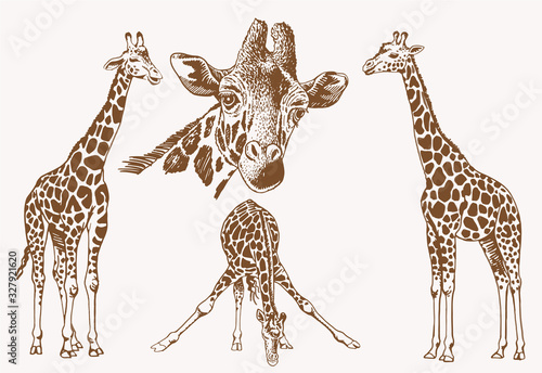 Graphical vintage set of giraffes , sepia illustration