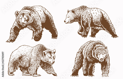 Graphical brown grizzly bears set isolated on white,vector illustration