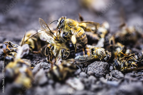Valokuva bees lying on the ground, killed by the use of poison or pesticides