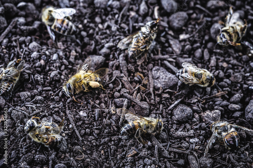 bee dead due to the use of agricultural pesticides. Environmental risk of bee extinction.