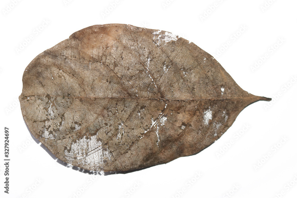 little bit dry or dead jack leaf