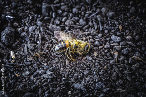 Tableau sur toile Bee in extermination