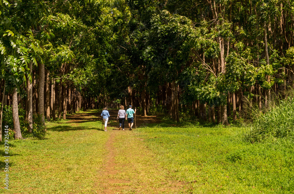 Fototapeta premium Senior adults walking on the Wai Koa Loop trail or track leads through plantation of Mahogany trees in Kauai, Hawaii, USA