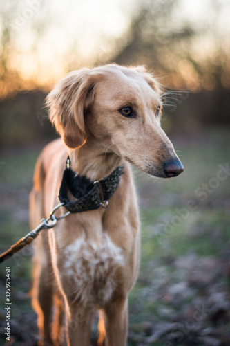 Obraz na płótnie Saluki