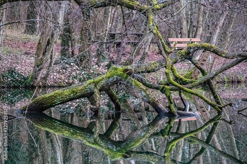 Spiegelung eines toten Baumes im Wasser