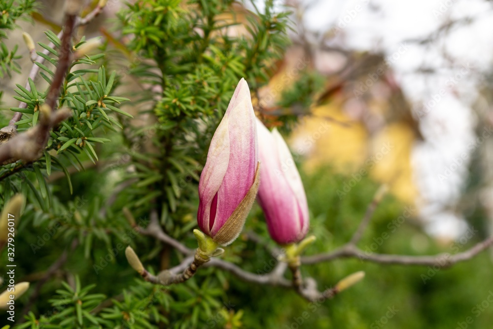 Spring tree flowering - Magnolia flowers blooming on the tree. Slovakia Spring tree flowering - Magnolia flowers blooming on the tree. Slovakia