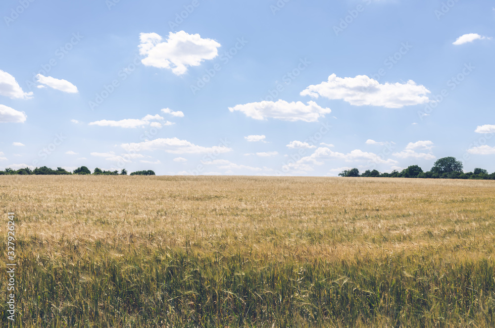 cereal field in country