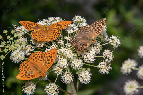 View of insects, silver-washed fritillary butterflies (Argynnis paphia) and Euplagia quadripunctaria, the Jersey tiger, on Heracleum plants in the Austrian Alps,