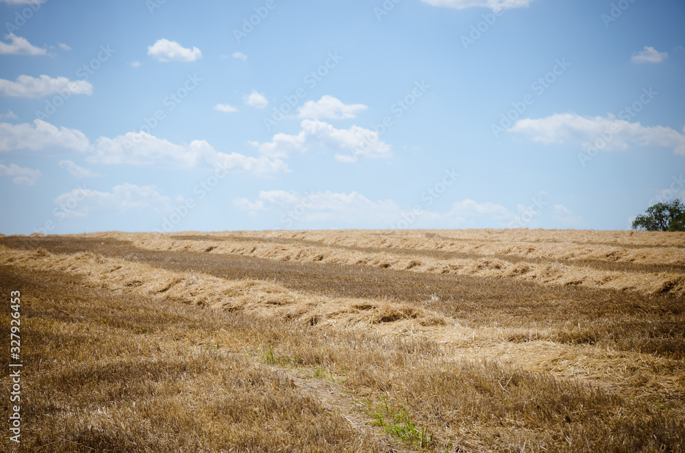 agricultural cereal field in the country