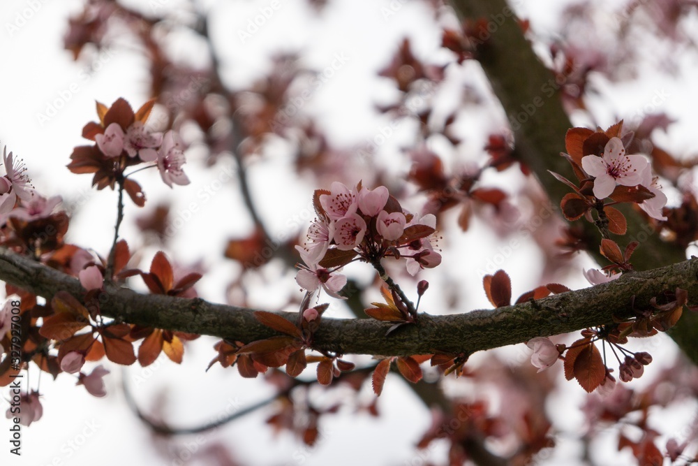 Spring tree flowering. Pink flowers on blooming tree. Slovakia Spring tree flowering. Pink flowers on blooming tree. Slovakia