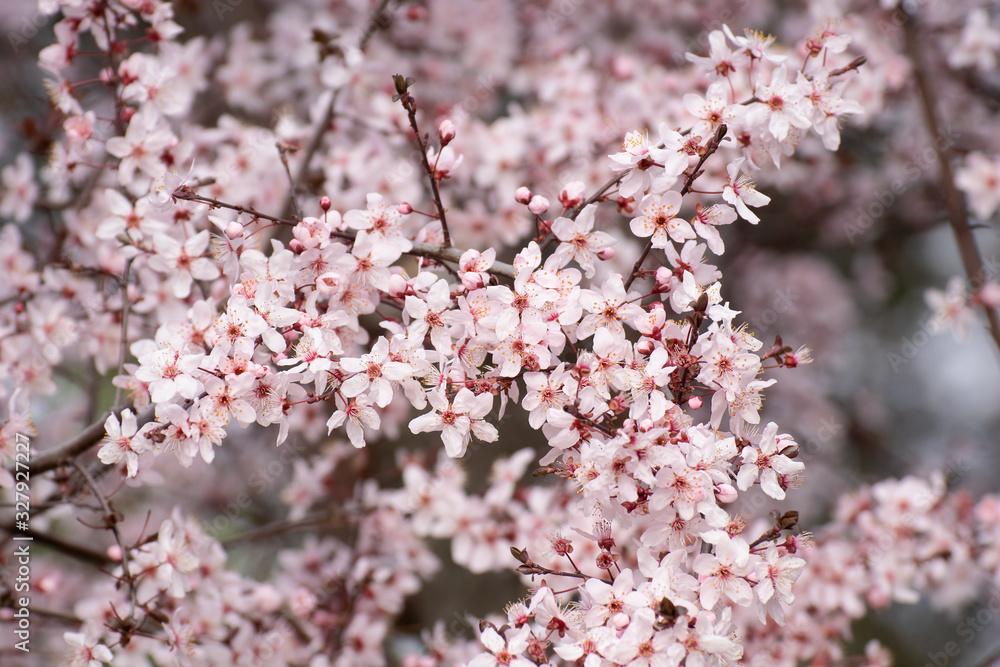 Almond tree pink flowers blooming in spring in Madrid Almond tree pink flowers blooming in spring in Madrid