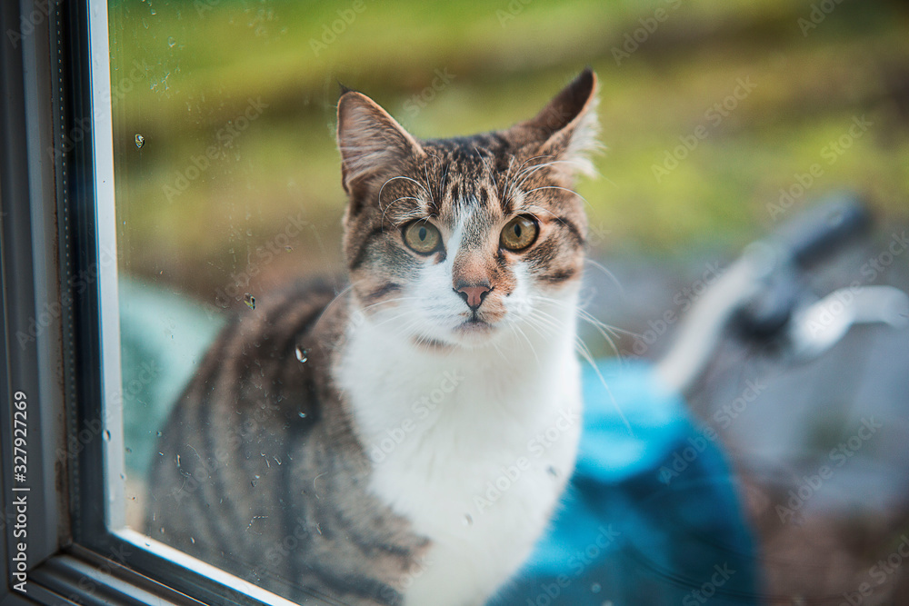 Naklejka premium Chat de compagnie me regardant