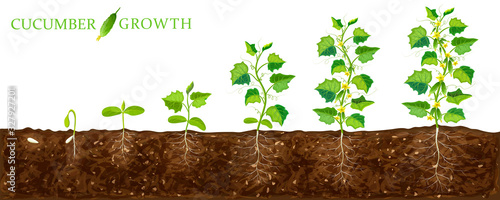 cucumber plant growth stages from seed to flowering and ripening. illustration of cucumber feld and life cycle of healthy plants with underground roots system isolated on white. organic gardening.