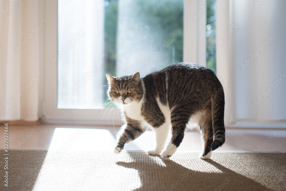 tabby white british shorthair cat walking in sunlight in front of window